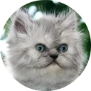 🐱