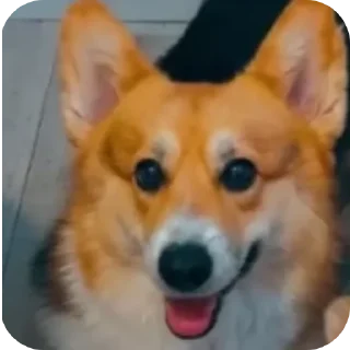 🐶