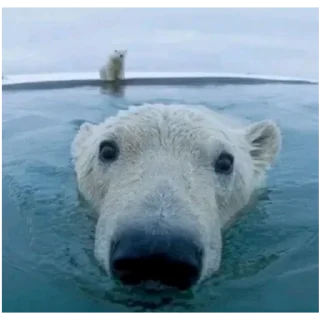 🐻‍❄️