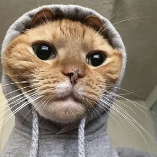 😺
