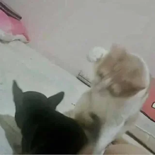 🐱