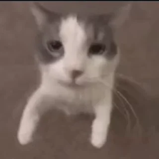 🐱