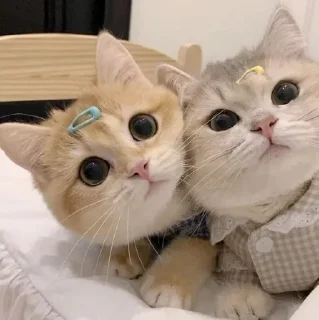 🌟