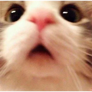 🙀