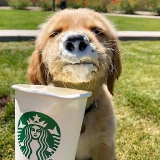 🐶