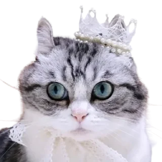 👑
