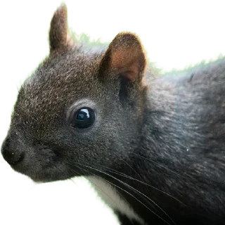 🌚