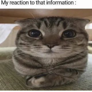 🪰