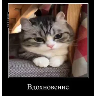 😺