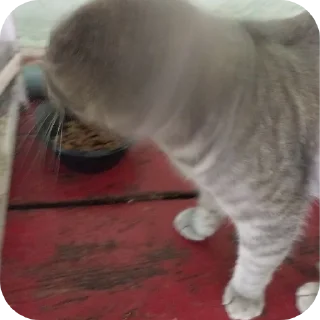 🐱
