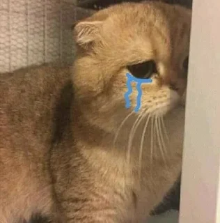 😿