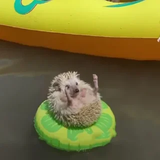 🦔
