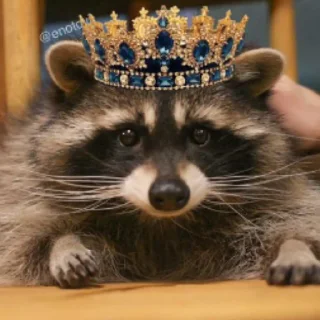 👑