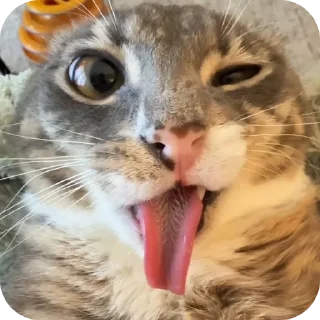 🐱