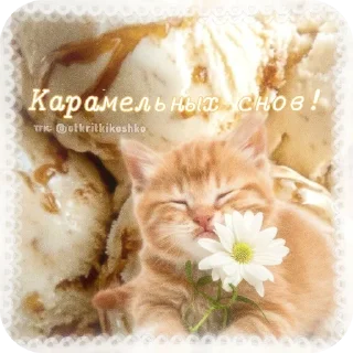🐱