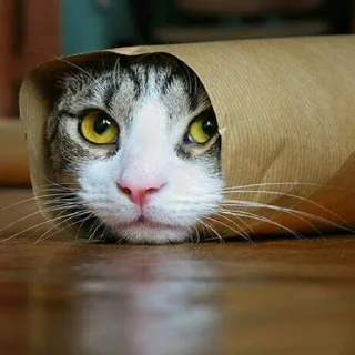 🐈