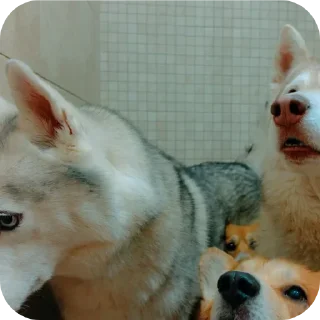 🐶