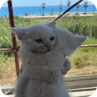 🐱