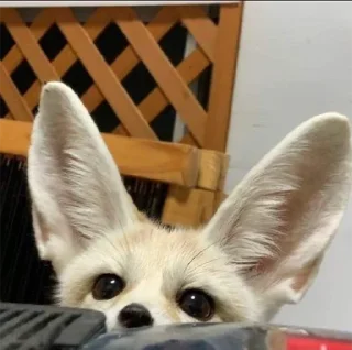 😶