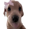 doggies by @normtips