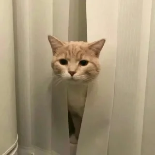 🐈