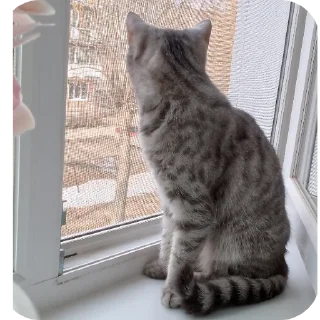 🐱
