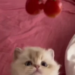 🌟