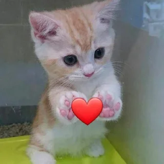 💗