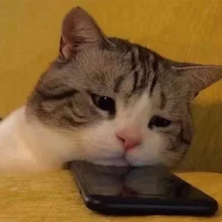 🐈