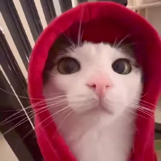😸