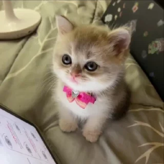 🐈‍⬛