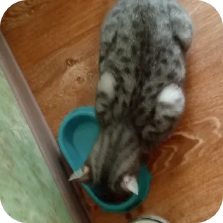 🐱