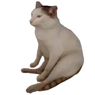 🐱