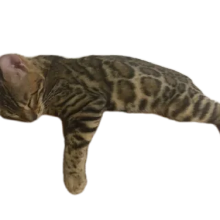 🐱