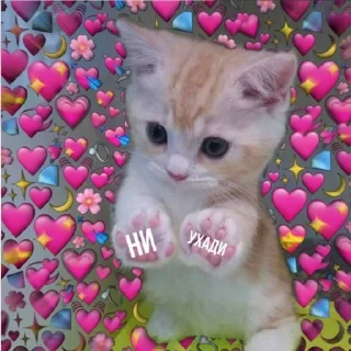 😾