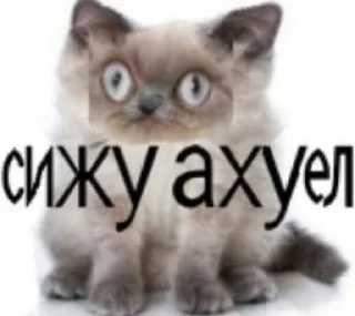 Жирная шаурма