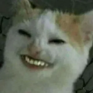 🐈