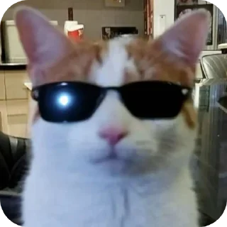 🐱
