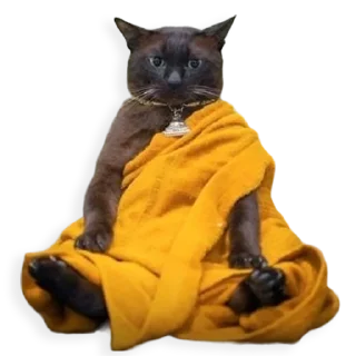 😼