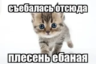 🐈