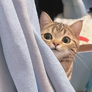 🐈