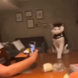 🐈