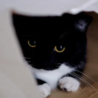 🐈