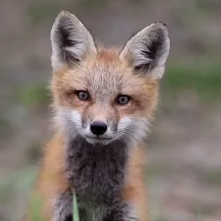 🤩