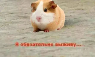 🐹