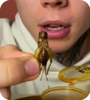 🦗