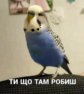 🐦