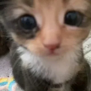 каты нахуй)
