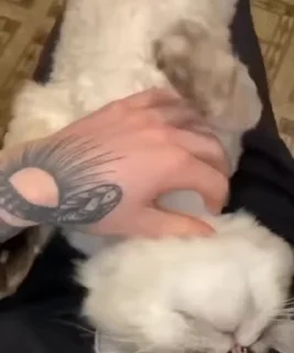 😻