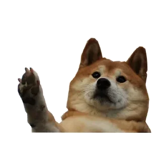 🐶